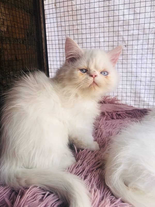 Persian near to peki kitten for sale 1