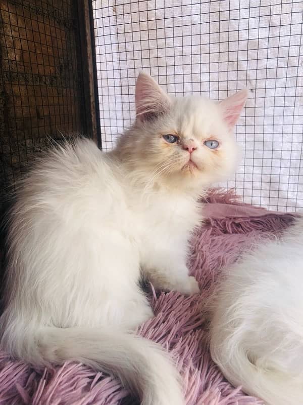 Persian near to peki kitten for sale 3