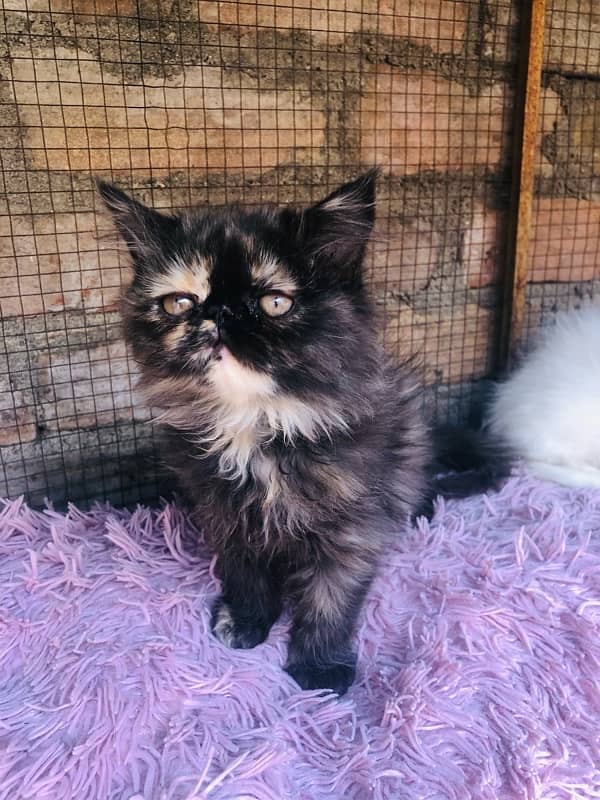 Persian near to peki kitten for sale 5