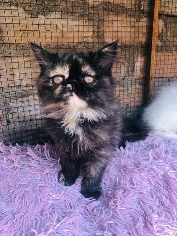 Persian near to peki kitten for sale 6