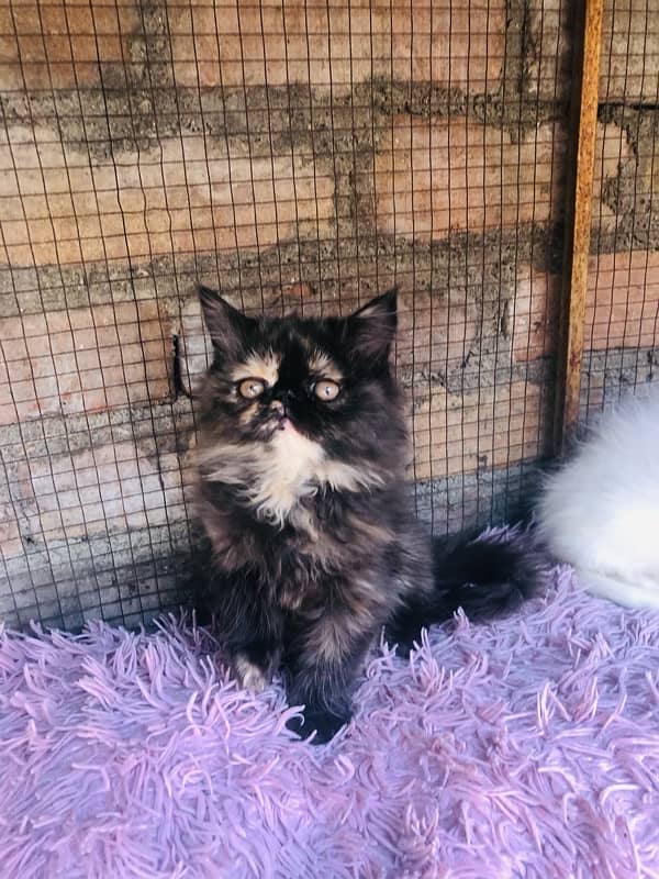 Persian near to peki kitten for sale 7