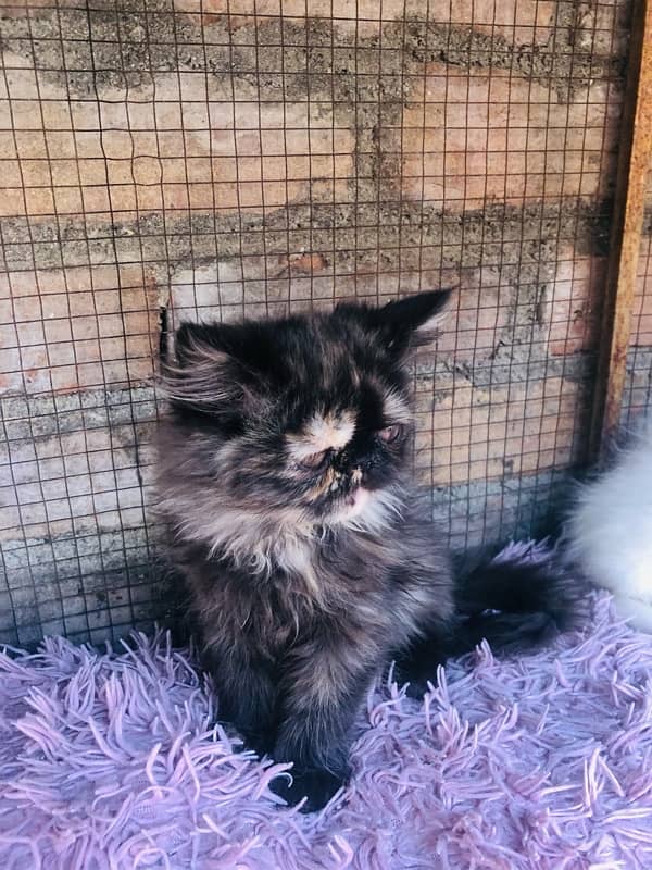 Persian near to peki kitten for sale 8