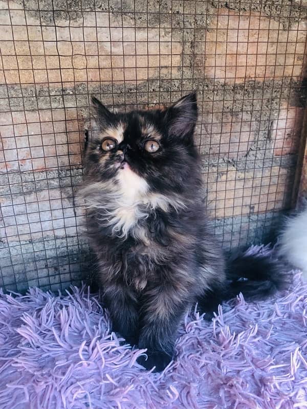 Persian near to peki kitten for sale 9