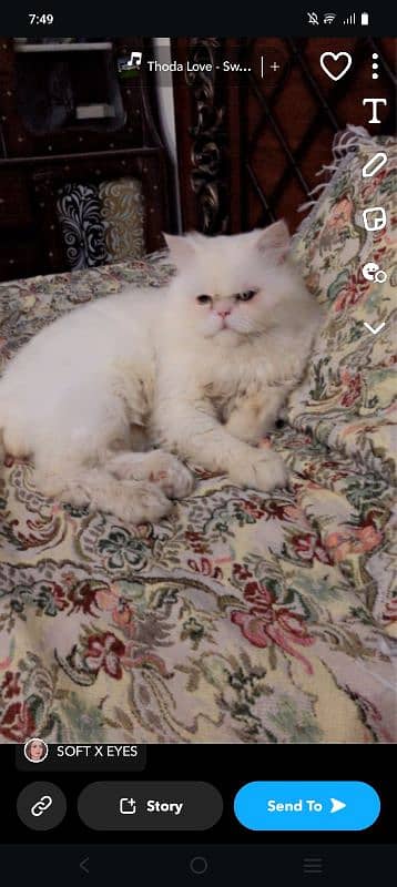 cat for sale age 1.5 male full vacinated colour white hair large Coat 3