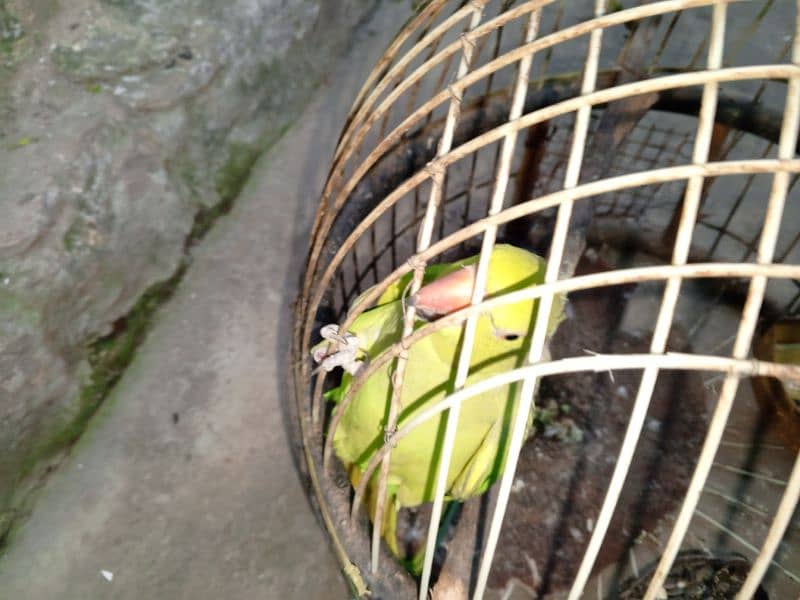 Green Ring neck female available for sale with cage locatio 1