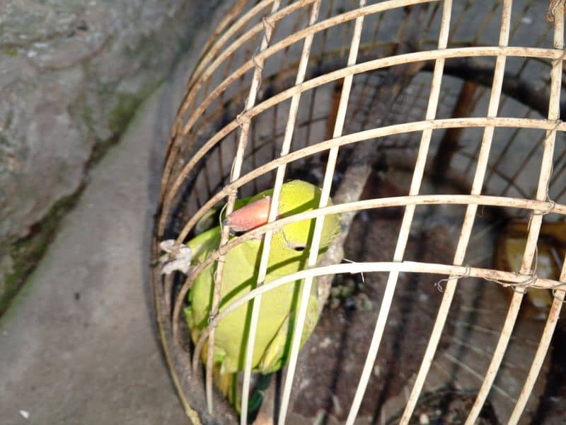 Green Ring neck female available for sale with cage locatio 2