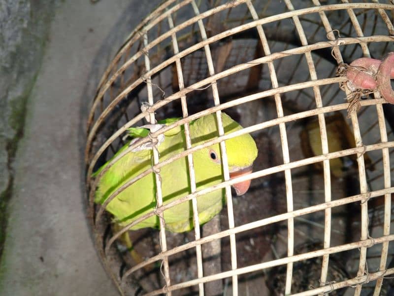 Green Ring neck female available for sale with cage locatio 3