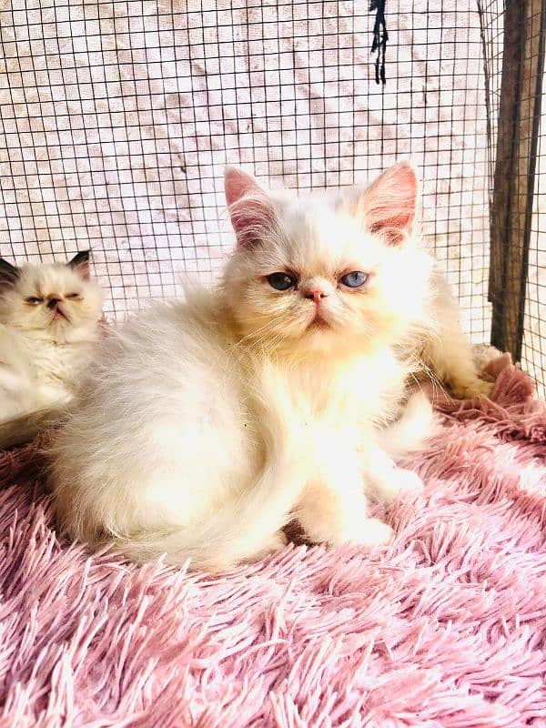 Persian peki  kitten for sale 3