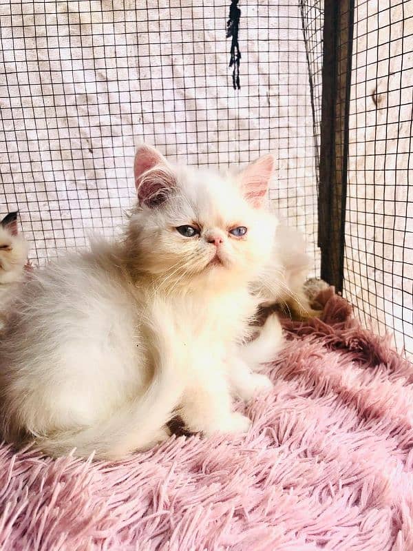 Persian peki  kitten for sale 4