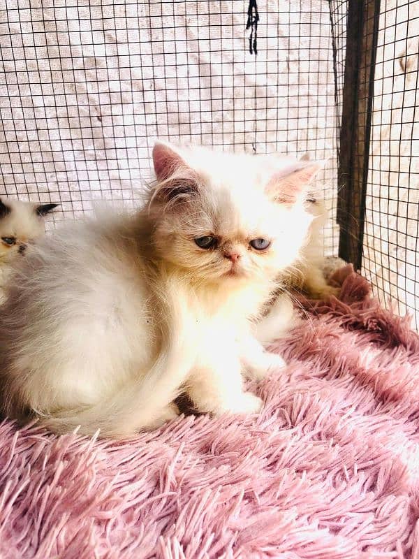 Persian peki  kitten for sale 5