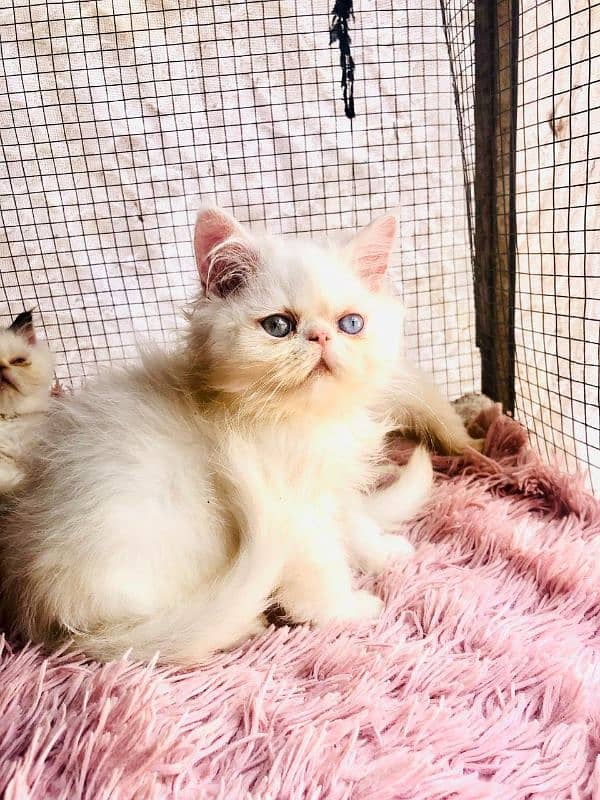 Persian peki  kitten for sale 6