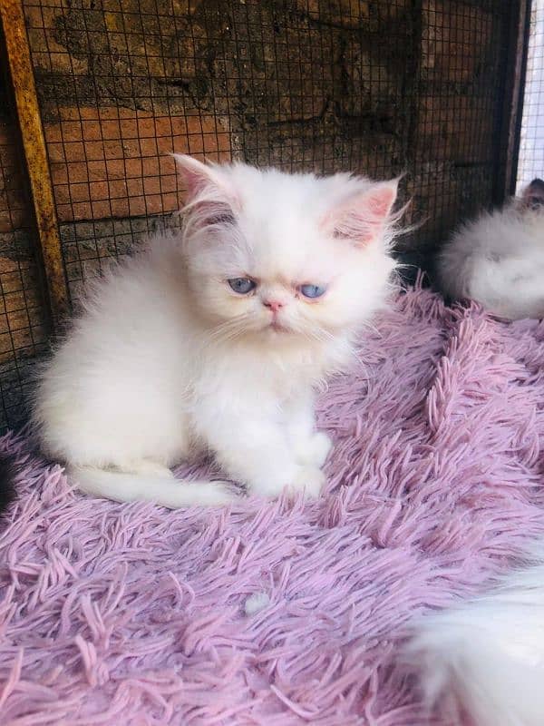 Persian peki  kitten for sale 7