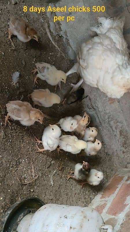 Heera Aseel chicks patha and breeder male 1