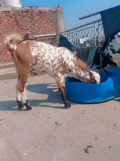 Makhi chena teda bakra for sale | urgently sale | bakra | 2024