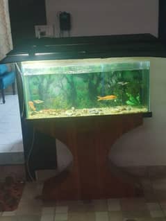 Fish Aquarium