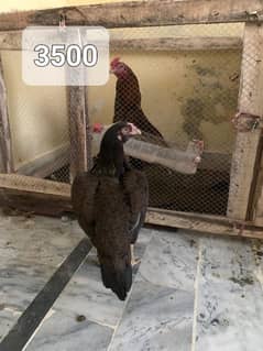 Aseel hens for sale