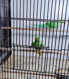 raw parrot for salem my whatsapp number 03271180542