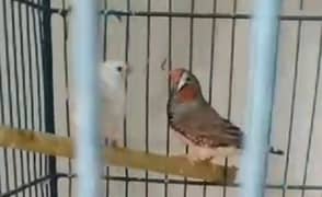 Finch pair