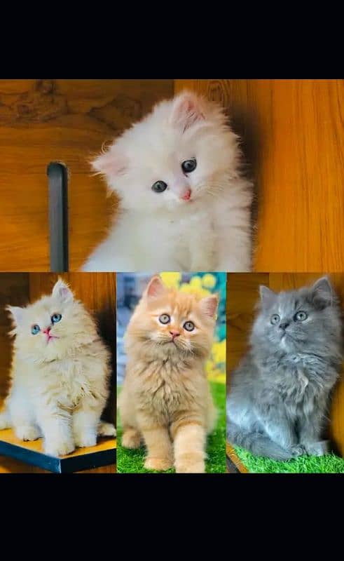 5 Persian kittens available for sale 1