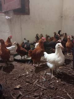 Golden misri chicks for sell urgent low price