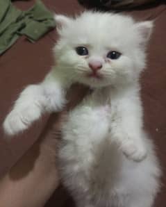 male kitten