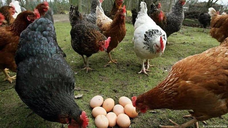 Desi fertile eggs 0