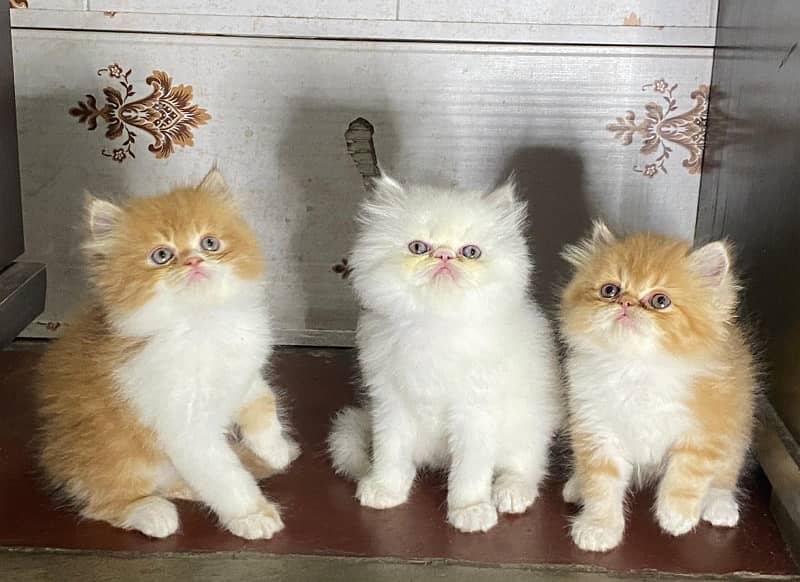 Persian peki kittens Available WhatsApp number 03124188513 0