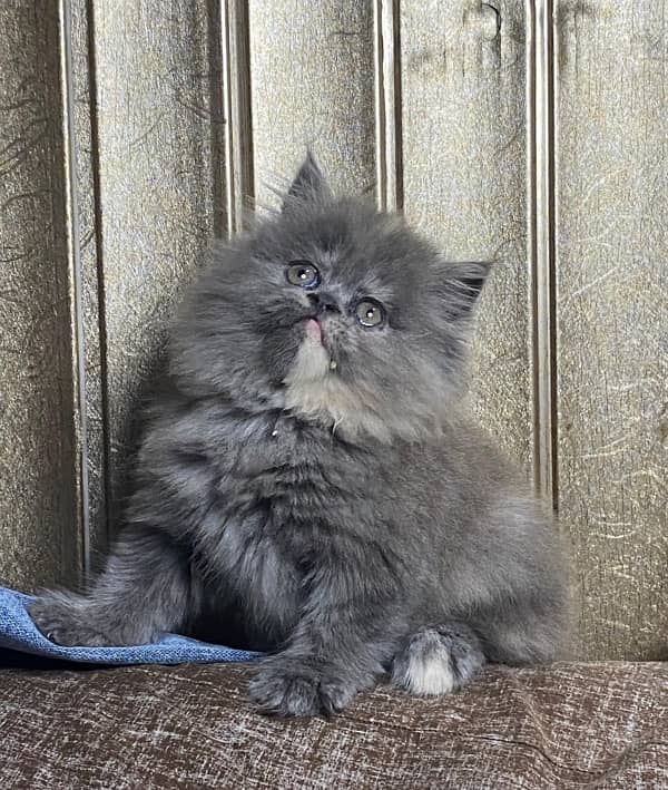 Persian peki kittens Available WhatsApp number 03124188513 1