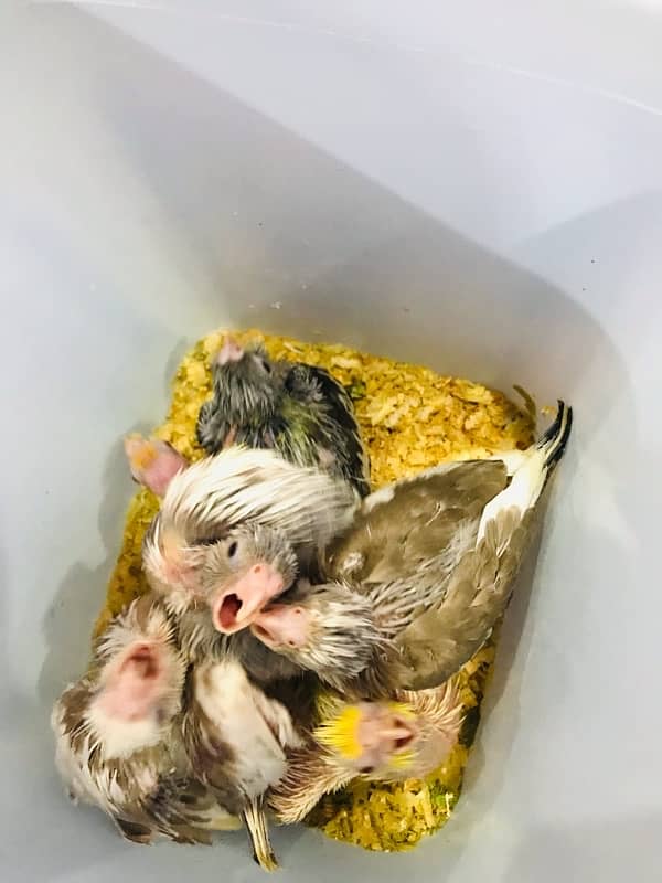 cocktail chicks for sale 5