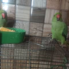 green Parrots for sale in 6000rps