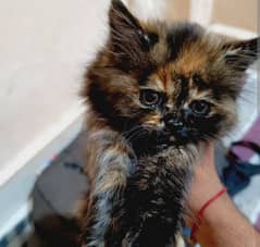 Persian kitten coco color available for sale