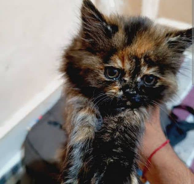 Persian kitten coco color available for sale 0