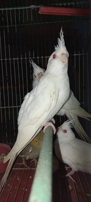 Eno Red Eyes Cockatiel Parrots & Grey cockatiel parrots 1