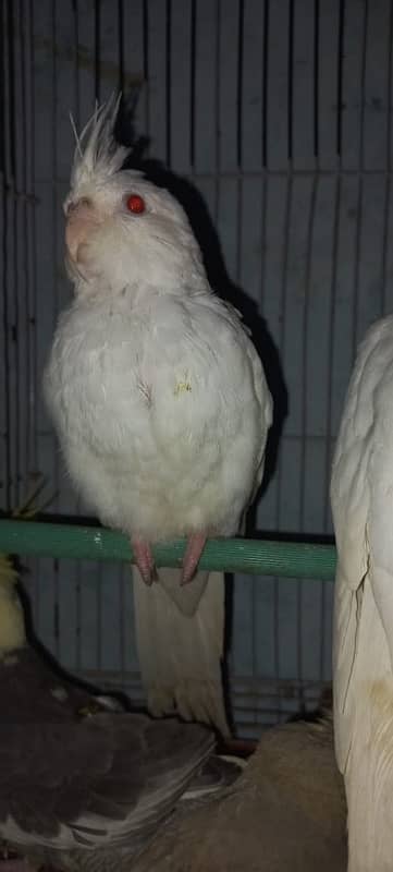 Eno Red Eyes Cockatiel Parrots & Grey cockatiel parrots 4