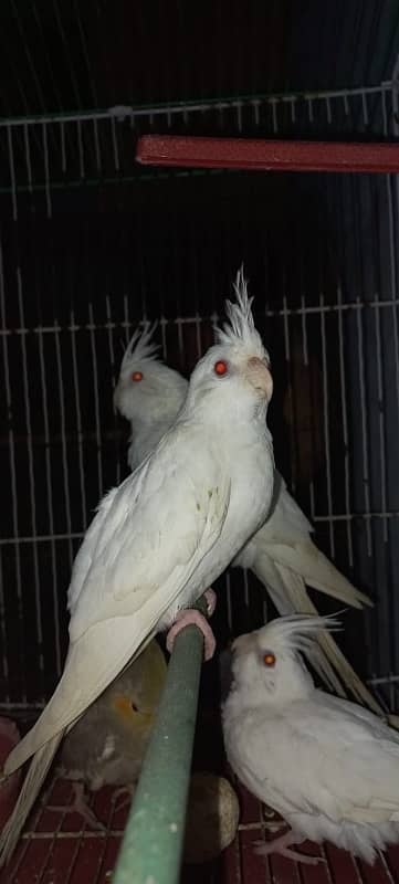 Eno Red Eyes Cockatiel Parrots & Grey cockatiel parrots 0