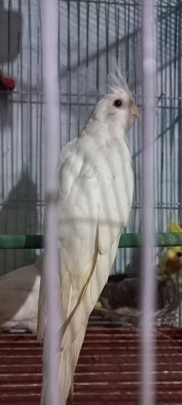 Eno Red Eyes Cockatiel Parrots & Grey cockatiel parrots 7