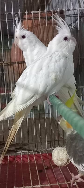 Eno Red Eyes Cockatiel Parrots & Grey cockatiel parrots 9