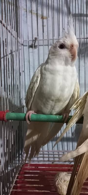 Eno Red Eyes Cockatiel Parrots & Grey cockatiel parrots 10