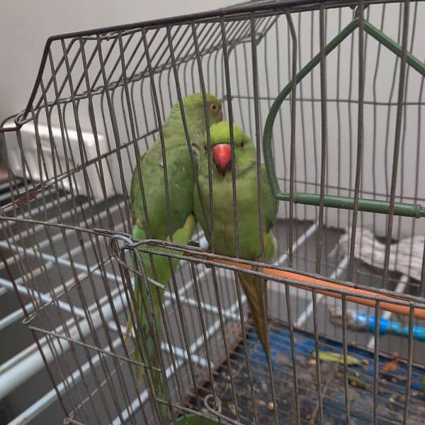 green Parrots for sale in 7000rps 1