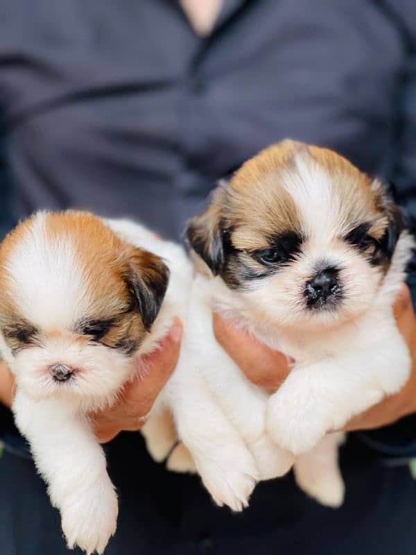 High Quality Shihtzu Puppies 0