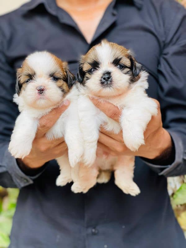 High Quality Shihtzu Puppies 2