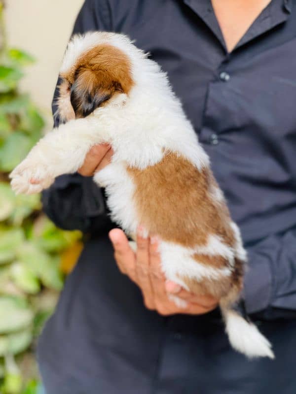 High Quality Shihtzu Puppies 3