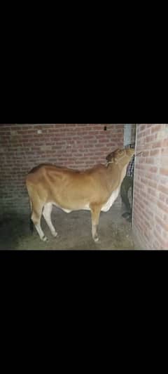 sahiwal nasal cow