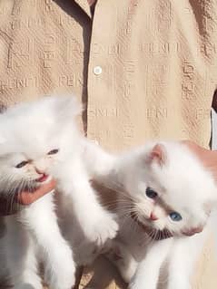 Persian kittens/ Persian cat /tripple coated / pounch  face kittens