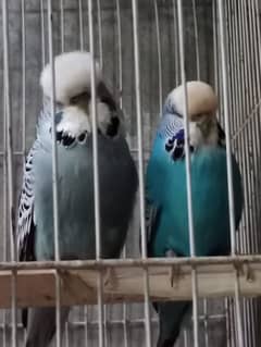 Exhibition Breeder pair