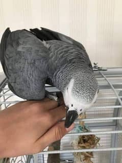 African grey parrot 03254153219