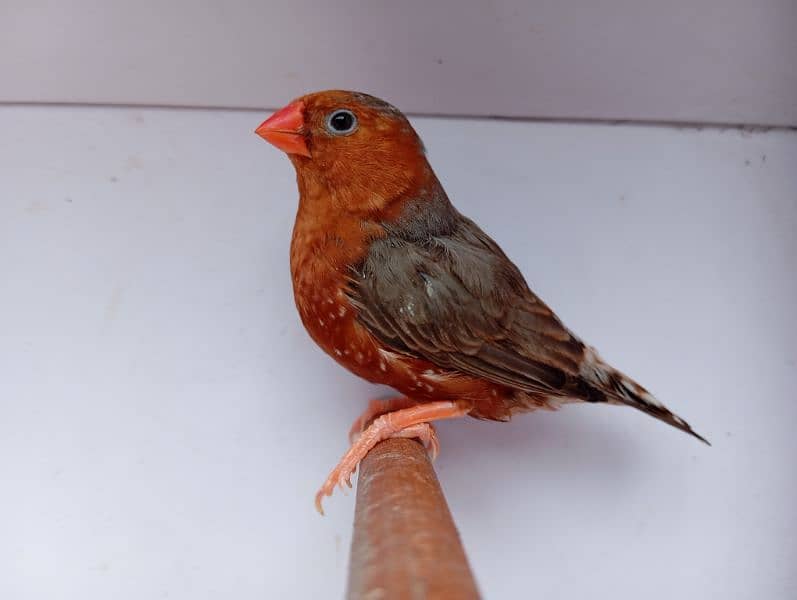 Exhibition Mutation Finch breeder pairs 0