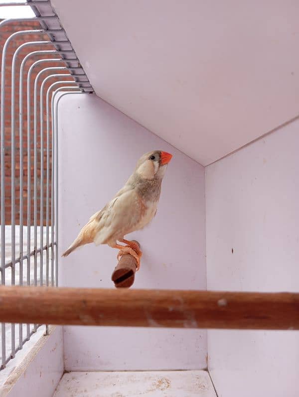 Exhibition Mutation Finch breeder pairs 1