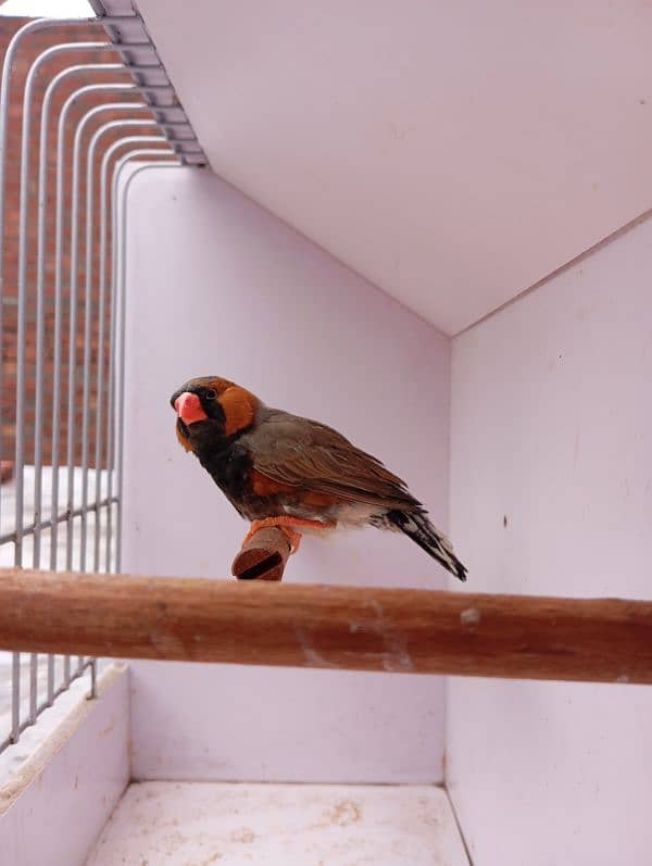 Exhibition Mutation Finch breeder pairs 2