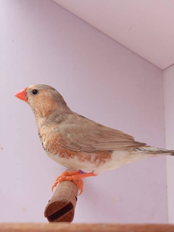 Exhibition Mutation Finch breeder pairs 3